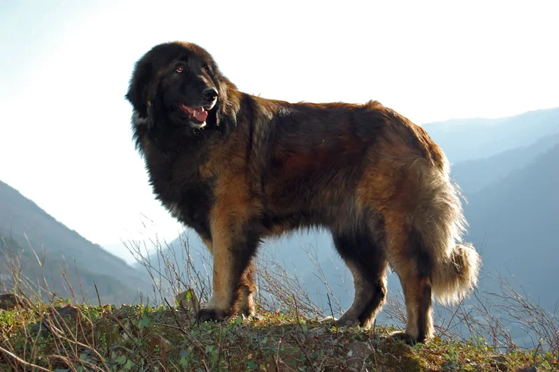 Estrela Mountain Dog